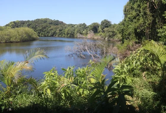 Lush greenery surrounds a tranquil lake under a clear blue sky, with dense forest in the background and branches in the water.