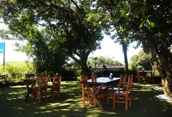 Outdoor cafe with wooden tables and chairs under lush trees, dappled sunlight, and a serene atmosphere. A person sits alone.