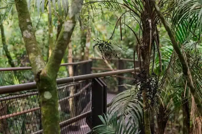 A curved, elevated wooden boardwalk with rustic railings winding through a dense, lush green tropical forest. Bright dappled sunlight filters through the canopy, creating a serene hiking atmosphere.