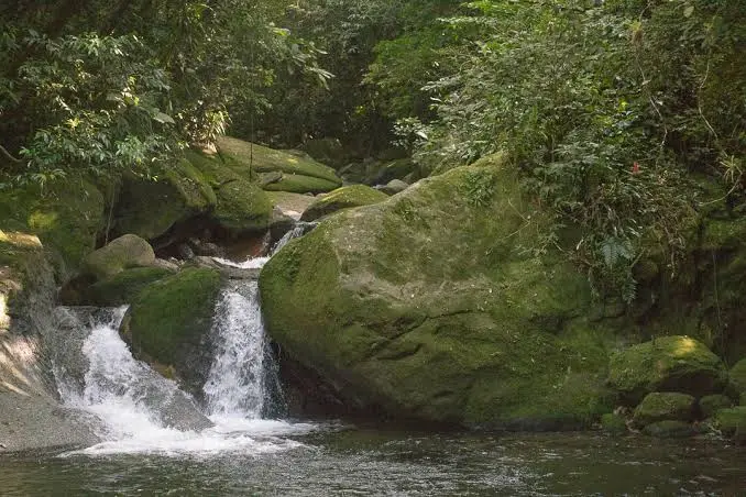 A small, white-water waterfall flowing down over large, vibrant green moss-covered rocks in the middle of a dense, leafy jungle stream.