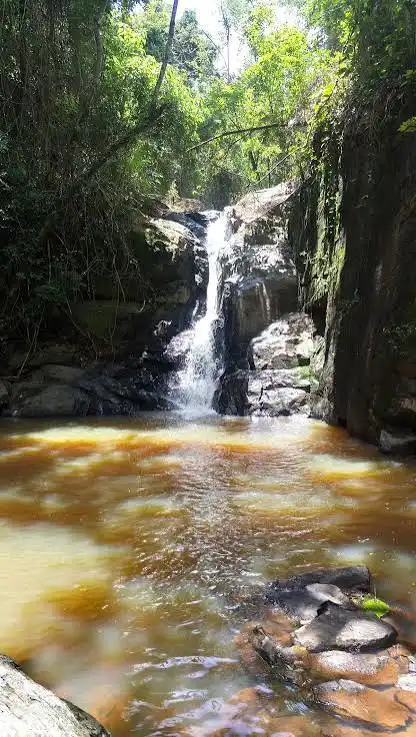 A vertical shot of a small waterfall streaming down between narrow, mossy rock walls into a dark, tea-colored amber pool. The pool surface is illuminated by dappled sunlight filtering through the dense, leafy green forest canopy above.