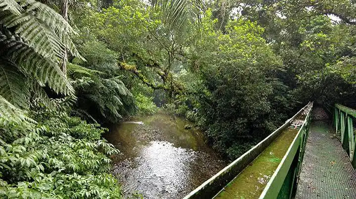 A green metal pedestrian bridge with walkway grating crossing over a shallow, rocky forest stream, surrounded by lush tropical foliage and giant fern trees.