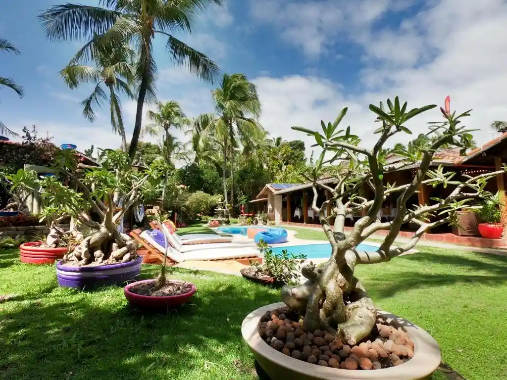 Lush poolside garden with bonsai trees, loungers, pool, and palm trees.